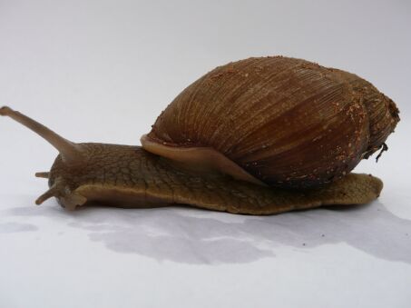 Schnecke