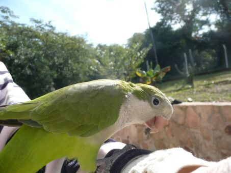 Unsere Tiere zu Hause in Paraguay