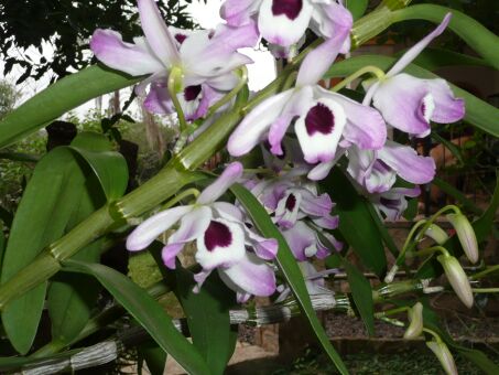 Alltägliche Kleinigkeiten in Paraguay