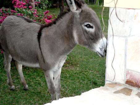 Die Vögelei in der Wandlampe