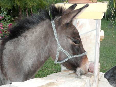 Die Vögelei in der Wandlampe