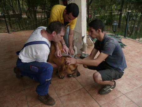 Boris hatte Ohrenschmerzen