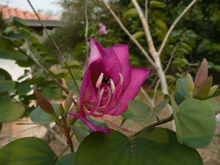 Boris hatte Ohrenschmerzen