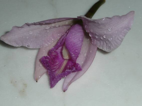 Wetterbericht aus Altos