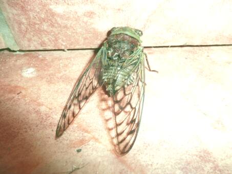 Käfer, Bienen, Sommer in Paraguay