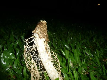 Käfer, Bienen, Sommer in Paraguay