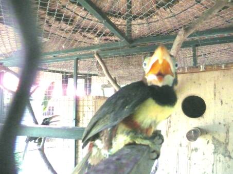 Käfer, Bienen, Sommer in Paraguay