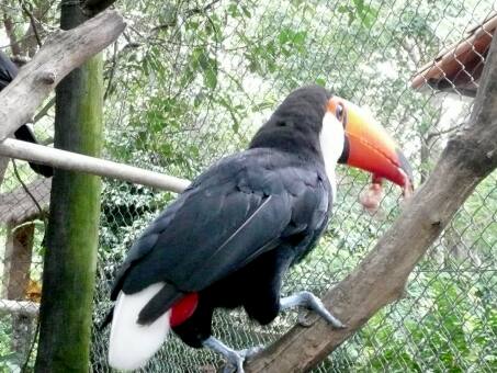 Käfer, Bienen, Sommer in Paraguay