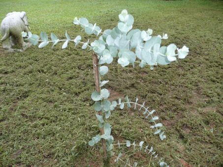 Eukalyptus