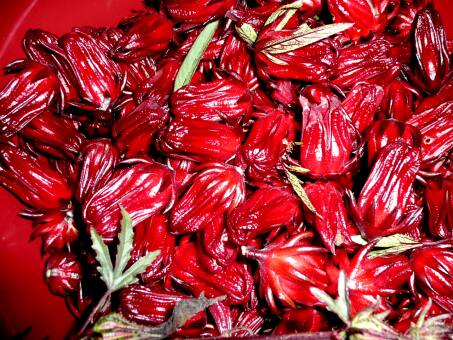 Mandarinen, Sauerampfer