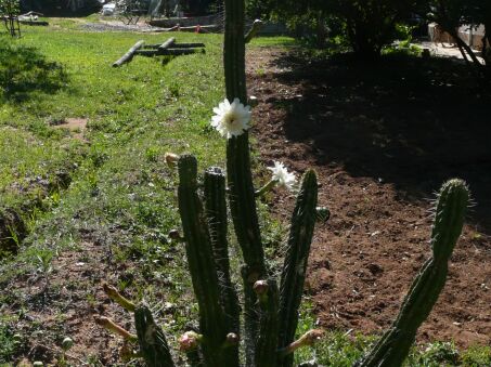 Frühlingsanfang in Paraguay