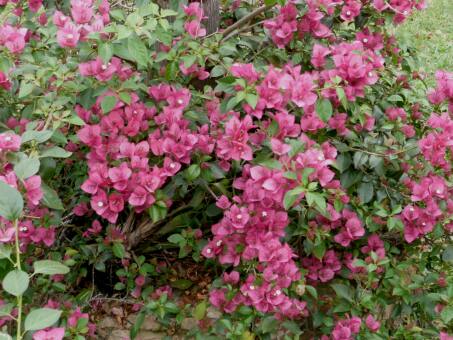Frühlingsanfang in Paraguay
