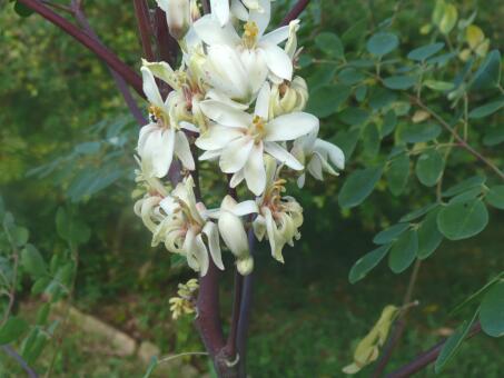 Lapacho, Moringa, einen neuen Fruchtbaum entdeckt