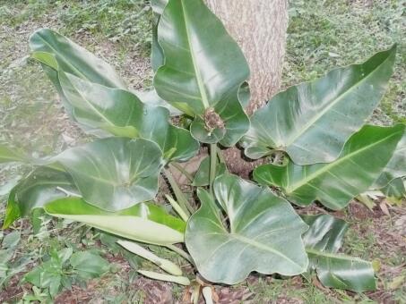 Lapacho, Moringa, einen neuen Fruchtbaum entdeckt