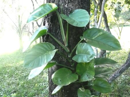 Lapacho, Moringa, einen neuen Fruchtbaum entdeckt