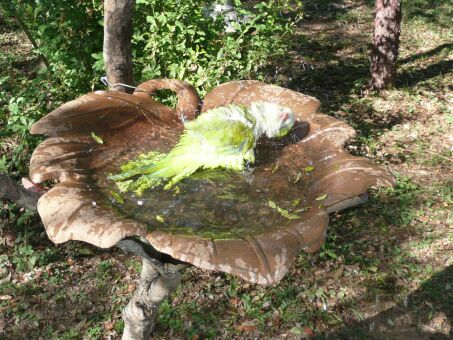 Fritzi von Altos zu Paraguay