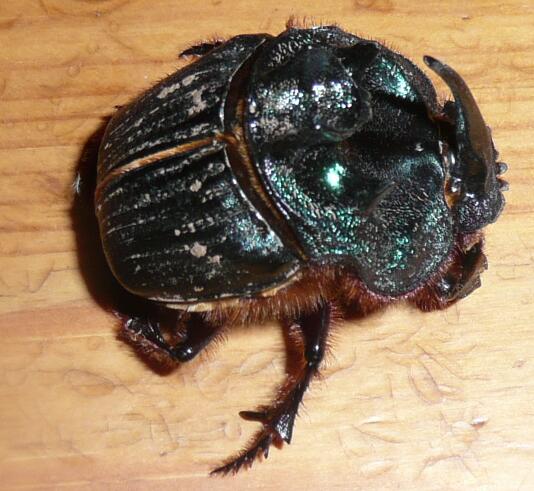 Ein (fast) Alien hat uns besucht