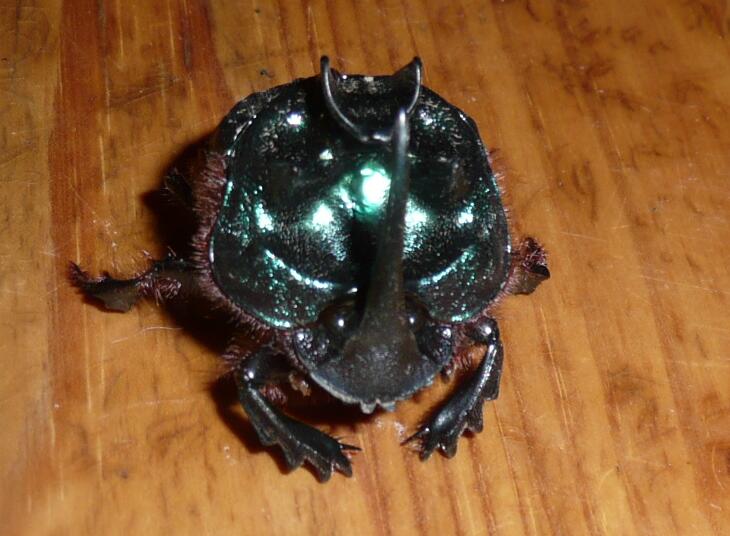 Ein (fast) Alien hat uns besucht