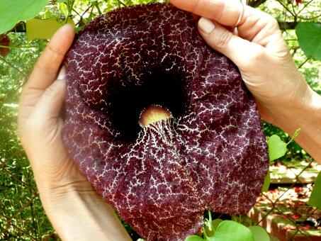 Renate aus Paraguari Paraguay