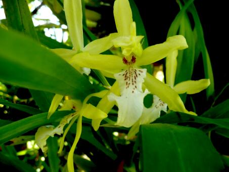 Renate aus Paraguari Paraguay