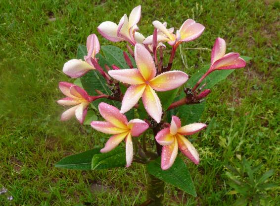 Paraguay im November