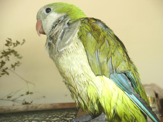 Fritzi von Altos zu Paraguay