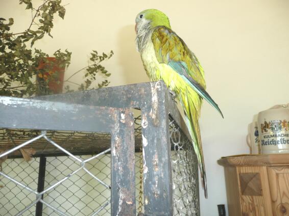 Fritzi von Altos zu Paraguay