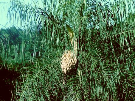 1. Advent in Paraguay