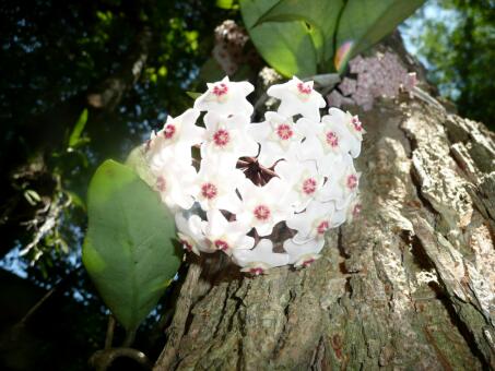 Fritzi von Altos zu Paraguay