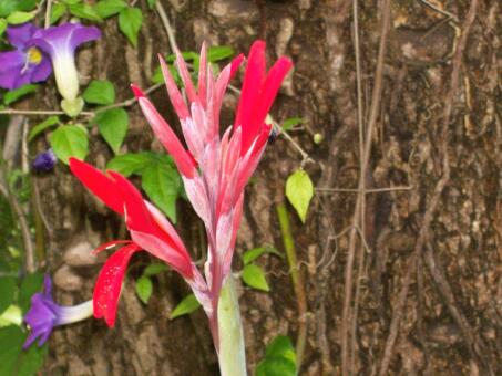 Renate aus Paraguari Paraguay