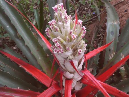 4. Weihnachten in Paraguay
