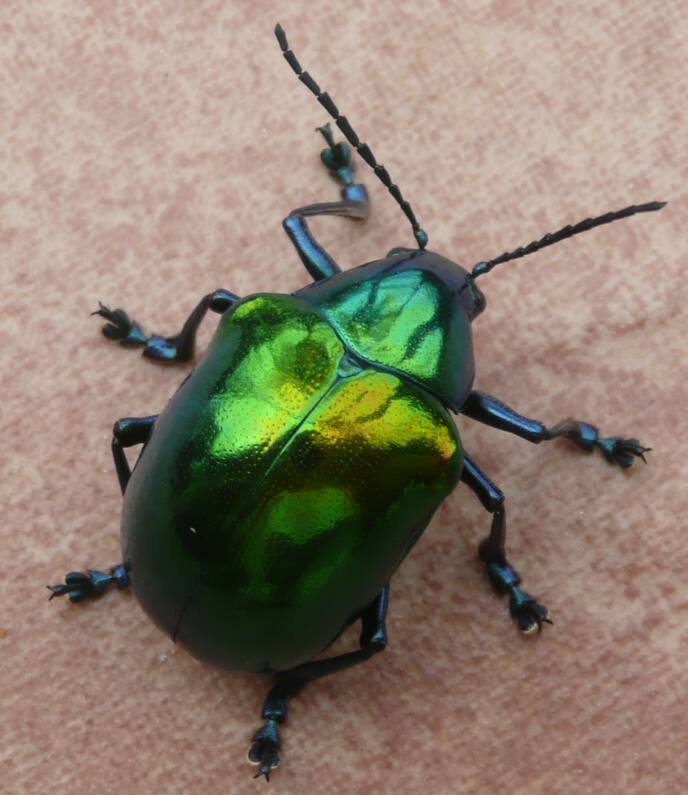 skarabäus