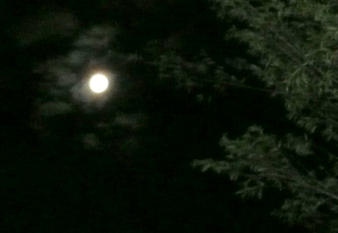 Käfer, Sommer, Mond und Caipi