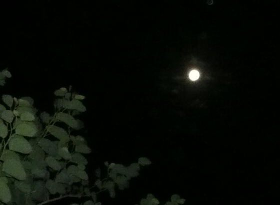 Käfer, Sommer, Mond und Caipi