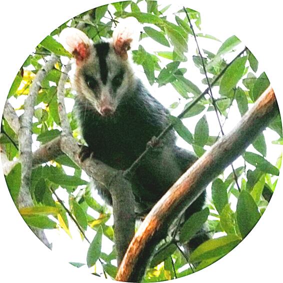 Grossohropossum