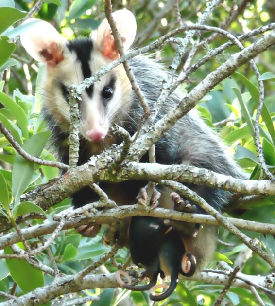 Grossohropossum