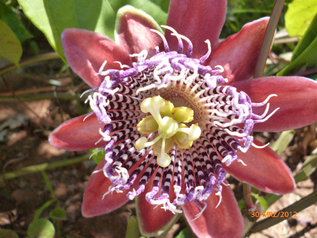 Hurra Fotoapparat in San Lorenzo gekauft