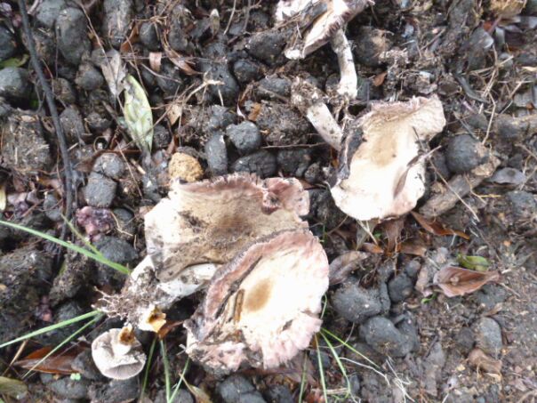 Wir haben Pilze im Garten und ich kenne mich nicht aus