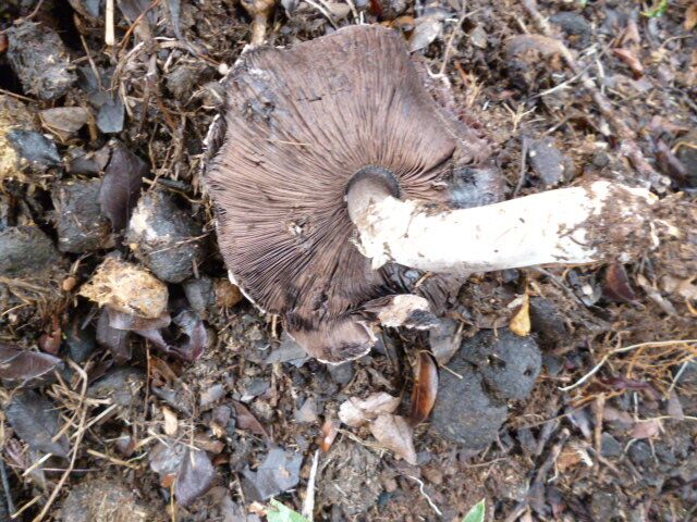 Wir haben Pilze im Garten und ich kenne mich nicht aus