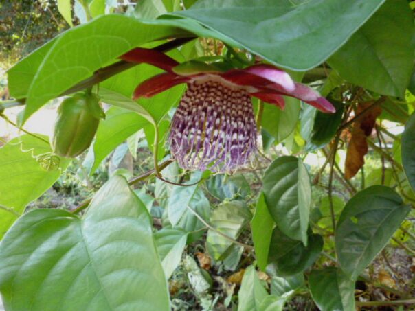 Einkaufen in San Lorenzo und Pancho