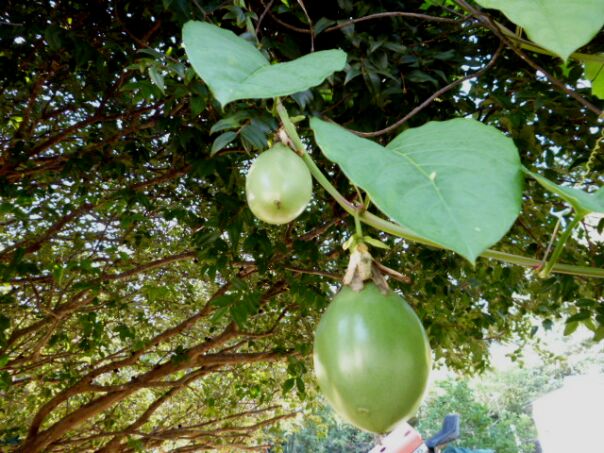 Einkaufen in San Lorenzo und Pancho