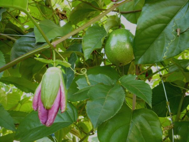 Einkaufen in San Lorenzo und Pancho