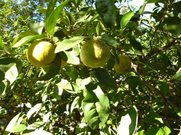 Einkaufen in San Lorenzo und Pancho