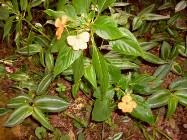 Herbst Winter in Paraguay