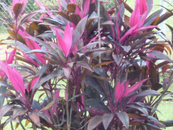 Herbst Winter in Paraguay