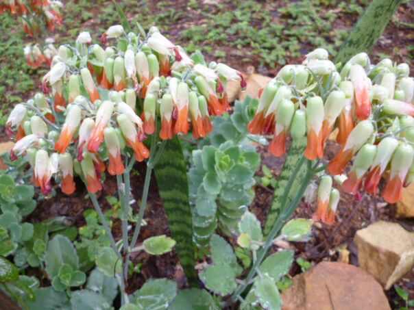 Herbst Winter in Paraguay