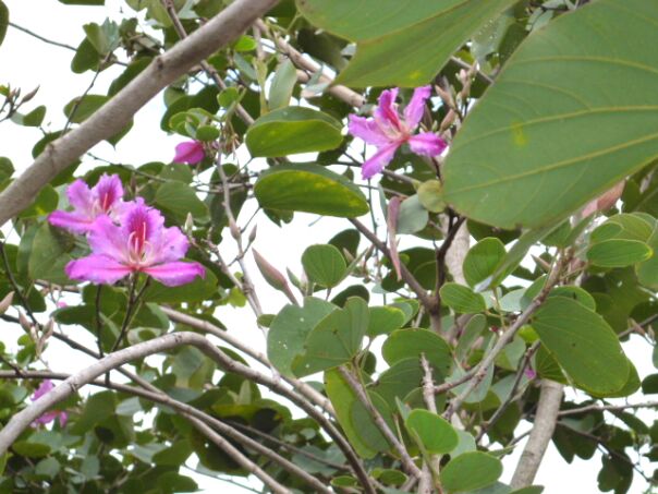 Herbst Winter in Paraguay