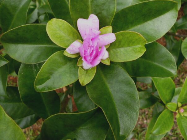 Herbst Winter in Paraguay