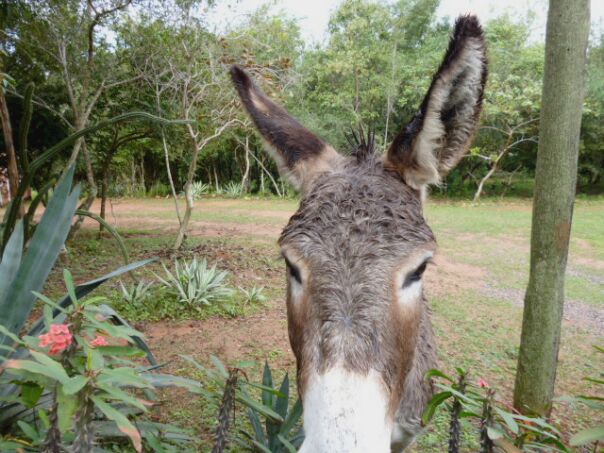Herbst Winter in Paraguay