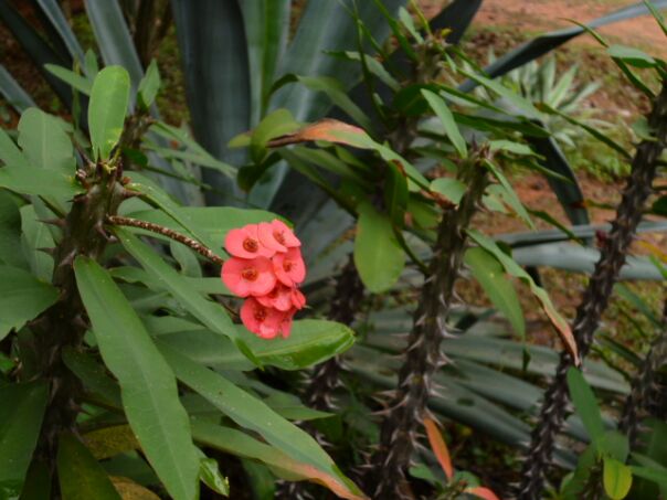 Herbst Winter in Paraguay
